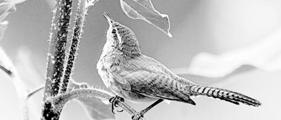 Bewick’s Wren, a frequently spotted bird in West Texas. Photo by Gail Diane Yovanovich