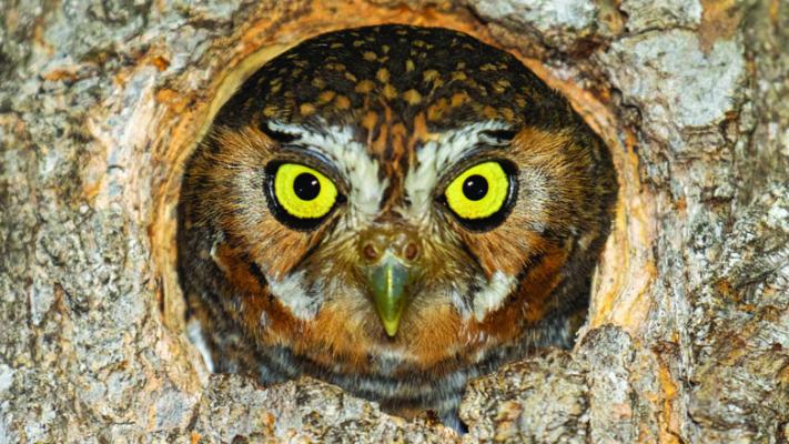 Elf Owl seen in the Big Bend region. Photo by Romey Swanson