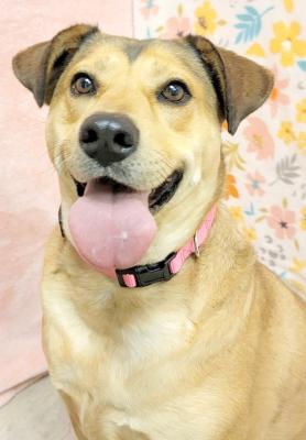 Pet of the Week