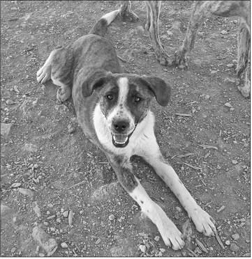 PET OF THE WEEK