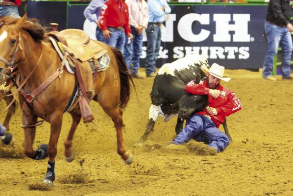 Cameron Haumea, the ‘Flyin Hawaiian’, takes down one of the steers that propelled him to Sul Ross’ first-ever steer roping College National Finals Championship. Photo courtesy of Sul Ross State University Rodeo