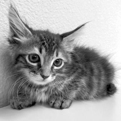 PET OF THE WEEK