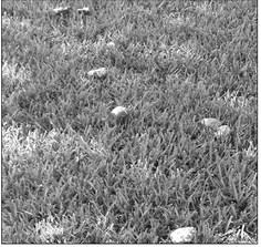 Mushrooms are not harmful to lawn grass