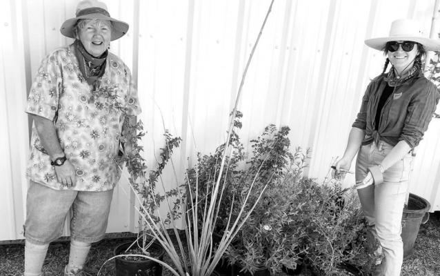 Native plant sale continues in Alpine