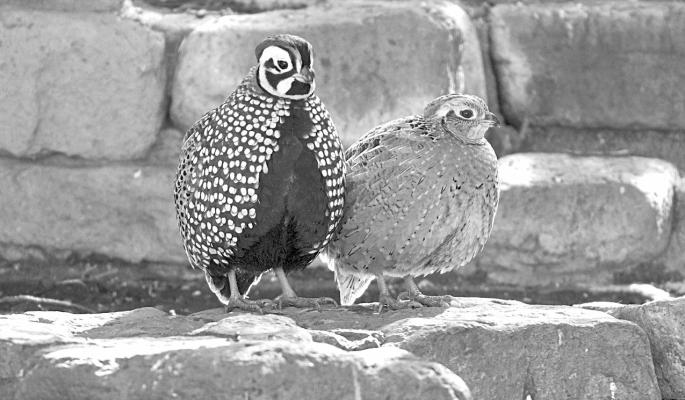 A pair of Montezuma quail, commonly known as “crazy quail”, visit one of the interpretive exhibits located at the Davis Mountains State Park. A large covey of the birds has been feeding almost every afternoon since mid-December. Photo courtesy of DMSP
