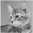 PET OF THE WEEK