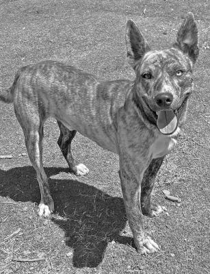 PET OF THE WEEK