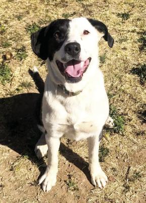 PET OF THE WEEK
