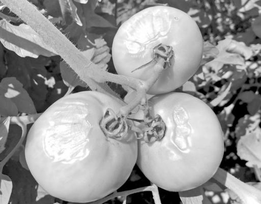 Sunscald on tomato fruit.