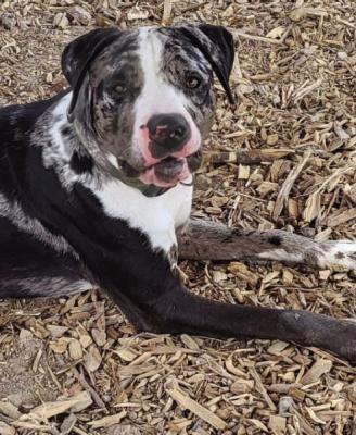 Pet of the Week