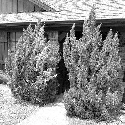 Junipers especially susceptible to funguses