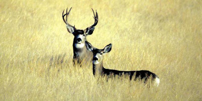 Hunt permit applications now being accepted
