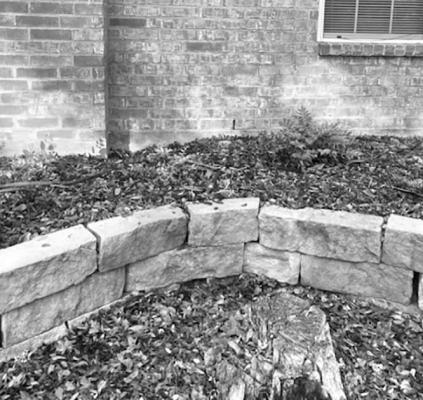 Hollies make attractive landscape additions