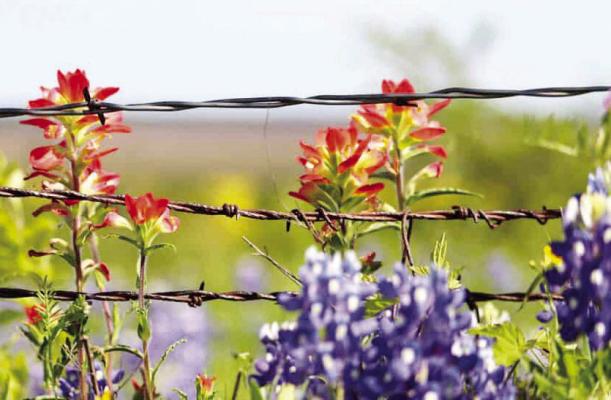 Texas Wildflowers. Courtesy photo