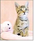 PET OF THE WEEK