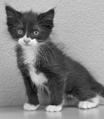 PET OF THE WEEK