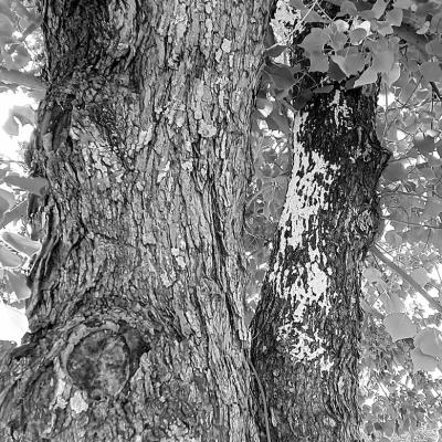 Tallow trees actually invasive to South Texas wetlands