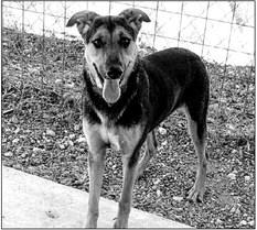 PET OF THE WEEK