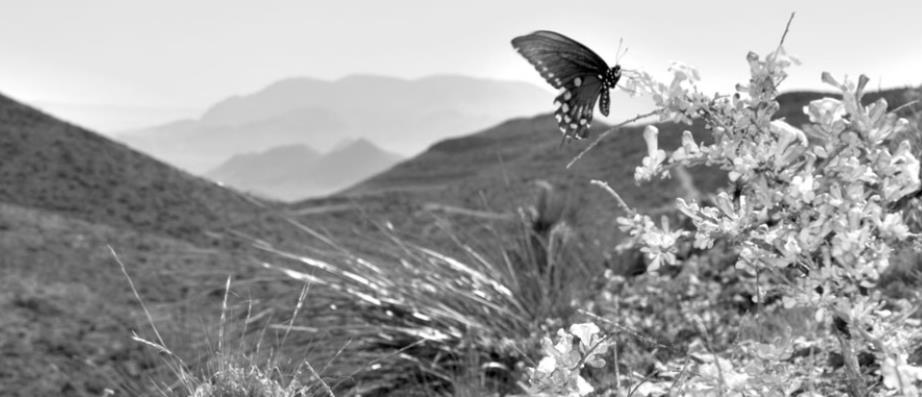 A black swallowtail butterfly feeds on blue rain sage flowers at the summit of the Christmas Mountains in south Brewster County on July 26.