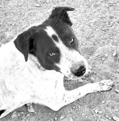 PET OF THE WEEK