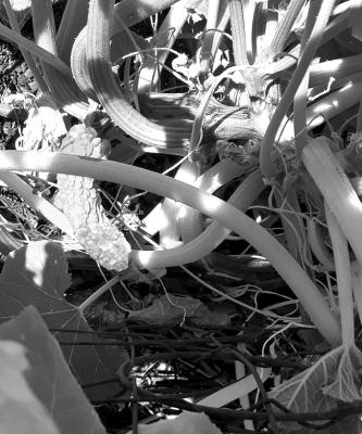 Squash plant.