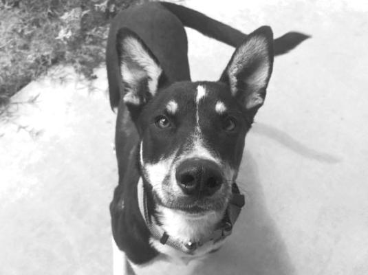 PET OF THE WEEK