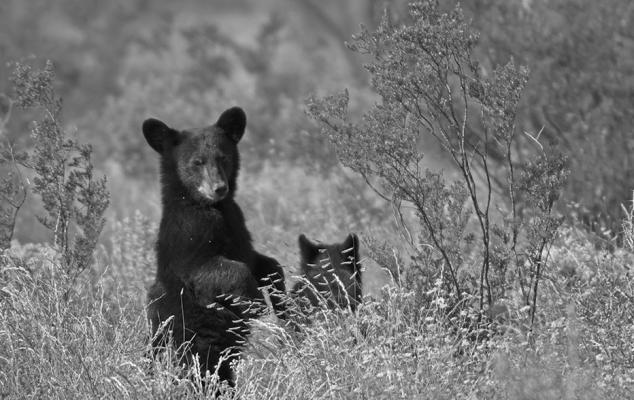Black bear cubs Photo courtesy of Matt Hewitt