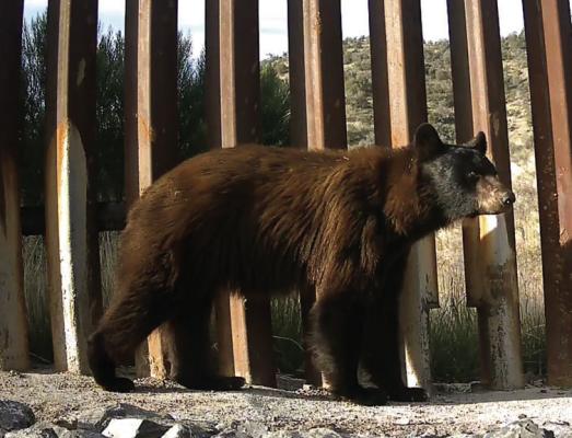 This black bear stands in front of a portion of a steel bollard border wall erected on the border of the U.S. and Mexico. Photo courtesy of Sky Island Alliance