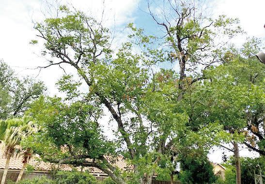 Dead pecan branches are heavy and damaging