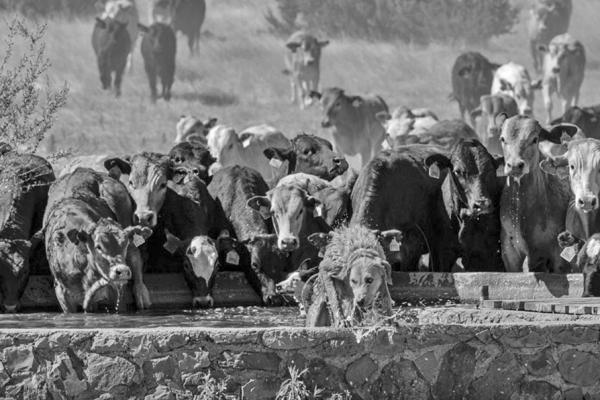 The 2023 Shooting Alpine winner of the H.L. Kokernot, Jr. Memorial Award was Vicki LeBlanc with her photo titled “Refresh”.