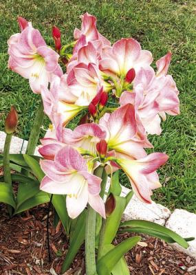 Cold temperatures likely the cause of amaryllis blooming