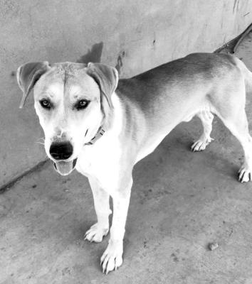 PET OF THE WEEK