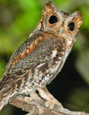Flammulated owl in the Davis Mountains. Photo courtesy of Romey Swanson