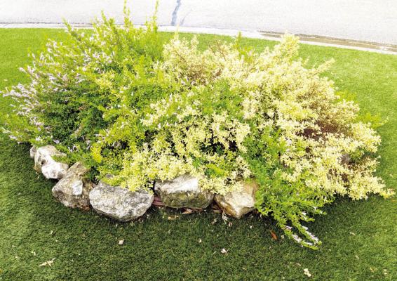 Rain, soil compaction, and age likely the cause of Mexican oregano problems