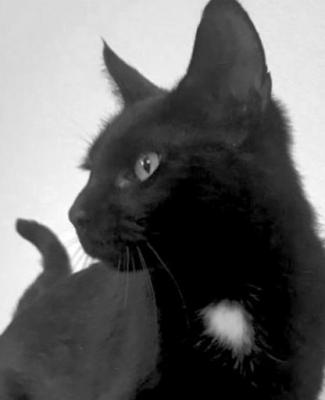 PET OF THE WEEK