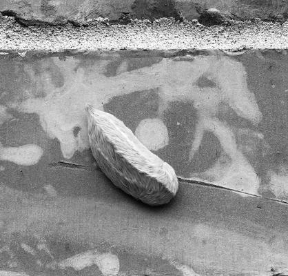 Watch for asps and snakes while working in leaves and beds