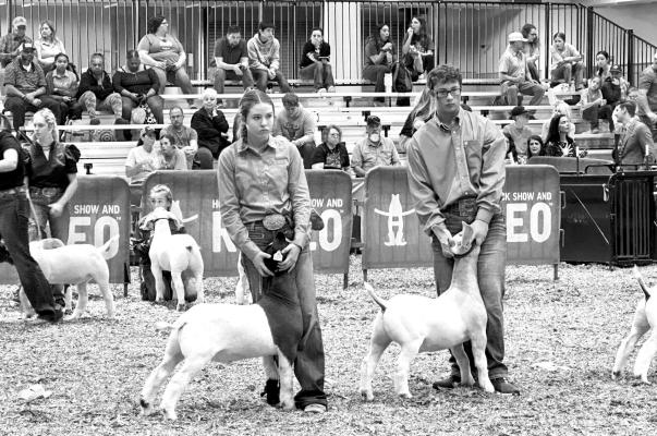 Fort Davis’ Gracie Boultinghouse took fifth place with her market goat at this year’s Houston Livestock Show and Rodeo. Courtesy photo
