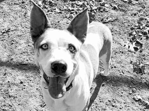 PET OF THE WEEK