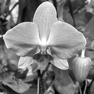 All orchids aren’t hard to care for