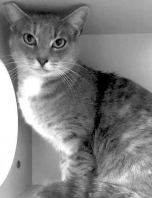 PET OF THE WEEK