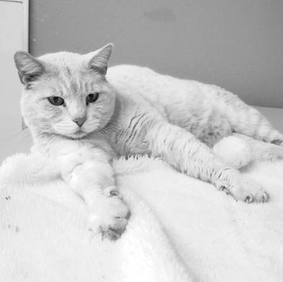 PET OF THE WEEK