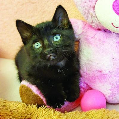 PET OF THE WEEK
