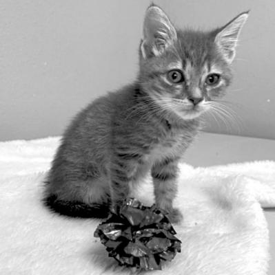 PET OF THE WEEK