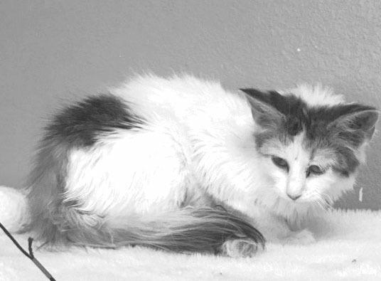 PET OF THE WEEK