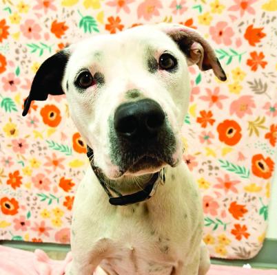 PET OF THE WEEK