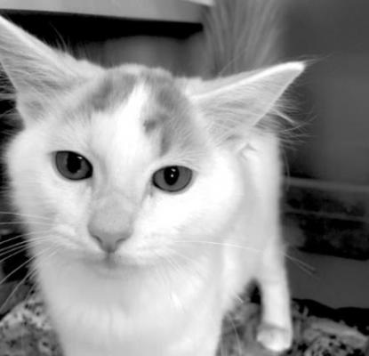 PET OF THE WEEK