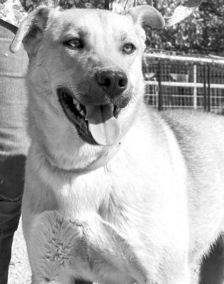 PET OF THE WEEK