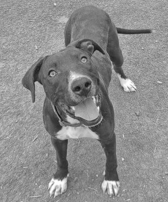 PET OF THE WEEK