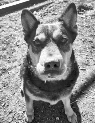 PET OF THE WEEK
