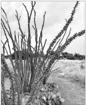 Some of the most fascinating and beautiful plants the Chihuahuan Desert has to offer are the ocotillo. In the spring, these plants are bursting with fiery blooms at the end of their stalks and are covered with leaves during times of moisture. As with many desert plants, they have adapted to conserving the precious moisture and will shed their leaves to prevent excessive loss during dry times. Photo by Traci Martin